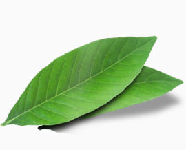 树叶
