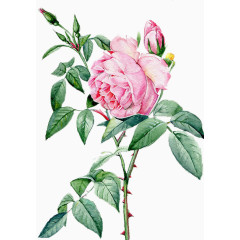 美丽的手绘牡丹花素材