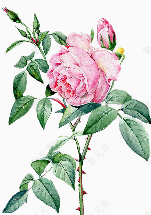 美丽的手绘牡丹花素材