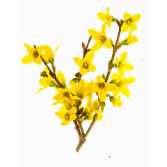 黄色腊梅花