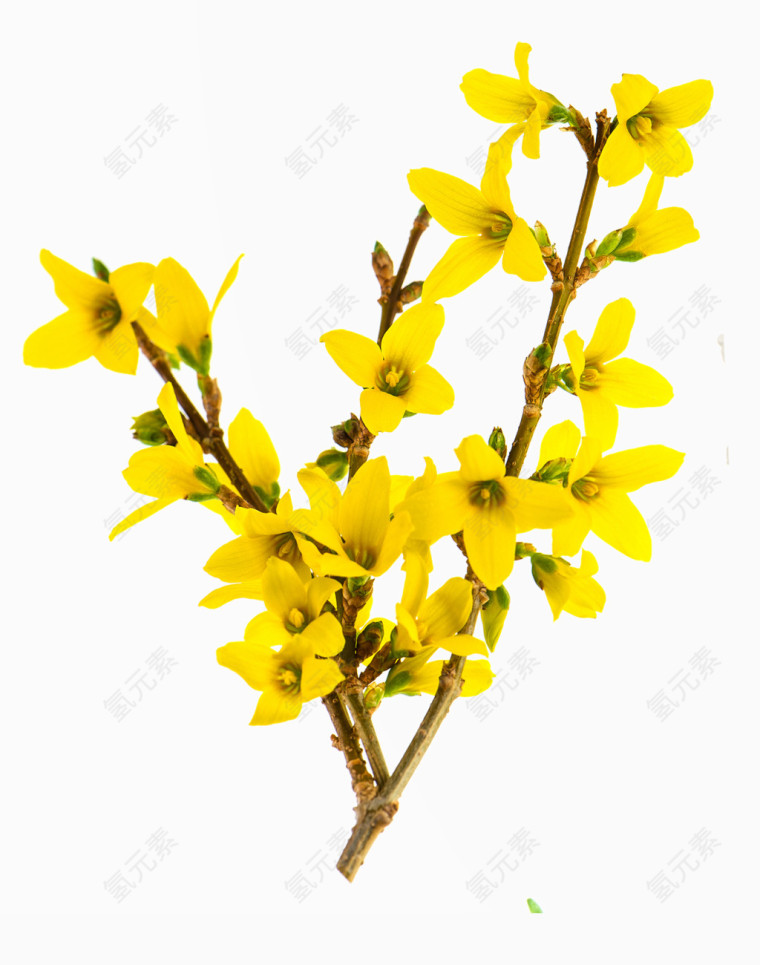 黄色腊梅花