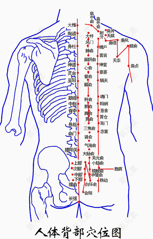 人体背部穴位大全