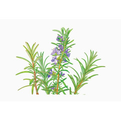 紫色魅力迷迭香