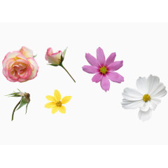 月季格桑花合集