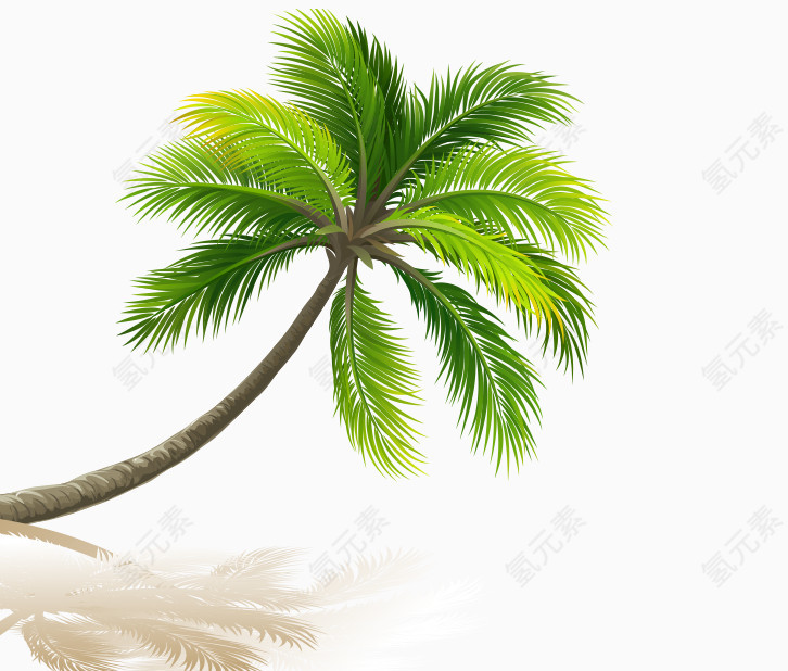 海边椰树