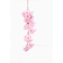 一枝倒挂的樱花树枝