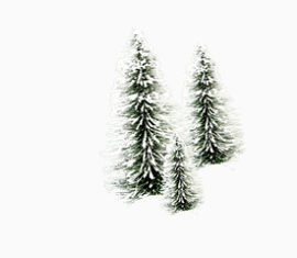 三棵雪松树