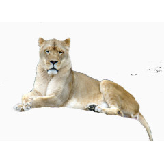 趴在石头上的狮子