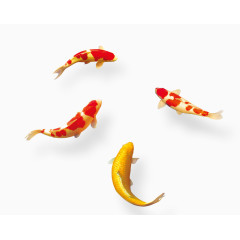 活泼游动的金鱼