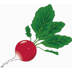 红萝卜矢量