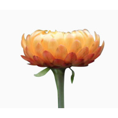 一朵蜡菊盛开图片素材