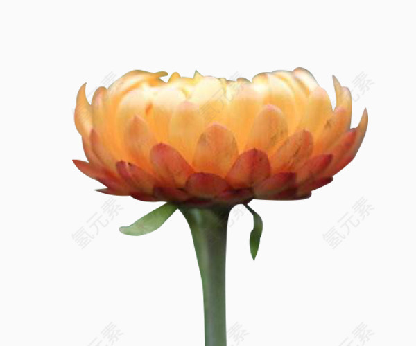 一朵蜡菊盛开图片素材