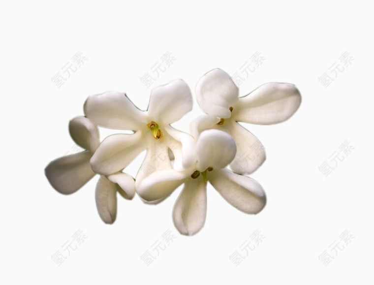 几朵桂花花瓣图片素材