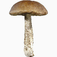 蘑菇