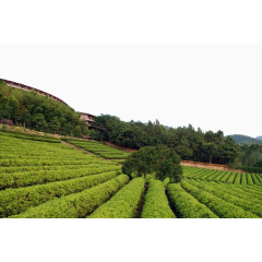 绿色茶园素材