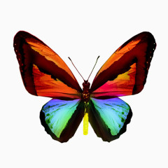 精美彩色蝴蝶