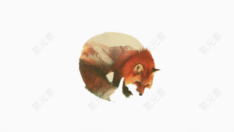 蜷缩狐狸