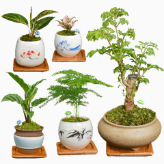 苔藓九里香植物盆栽