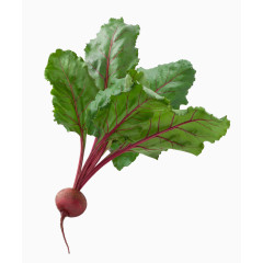 一颗甜菜高清图片