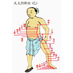 足太阴脾经