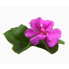 粉色天竺葵花高清图片