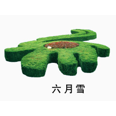 六月雪绿植