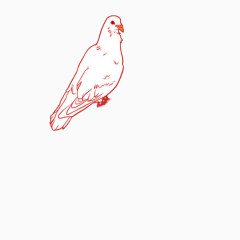 鸟类主题创意插画视觉设计