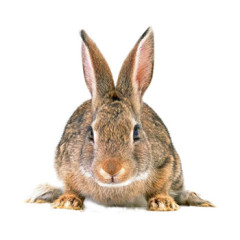 长毛兔小兔素材