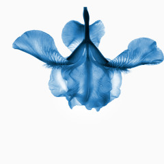 蓝色的盛开的花朵素材