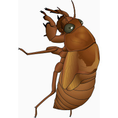 棕褐色蝉蜕矢量素材