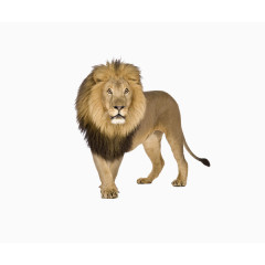 动物园被囚禁的狮子