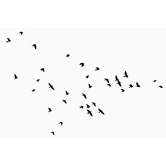 一群飞翔的大雁