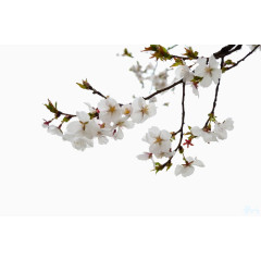 樱花树枝