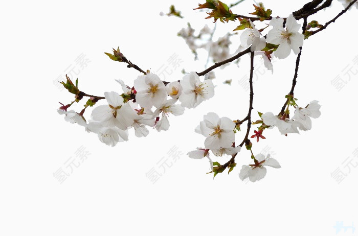 樱花树枝