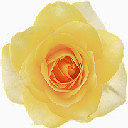 玫瑰花图标下载