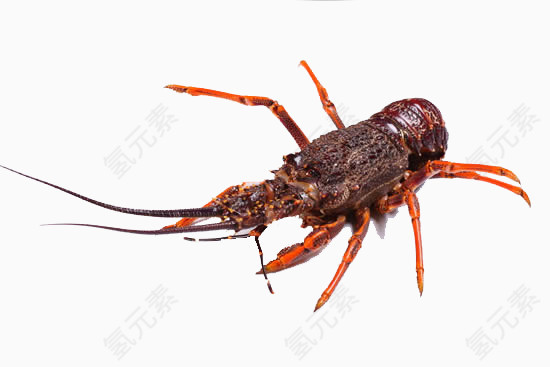 澳洲龙虾