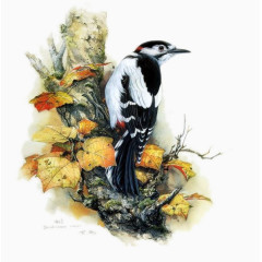 黑白鸟儿图片素材