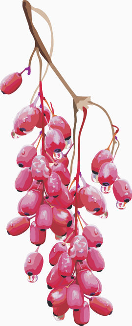 水果矢量图葡萄红枣
