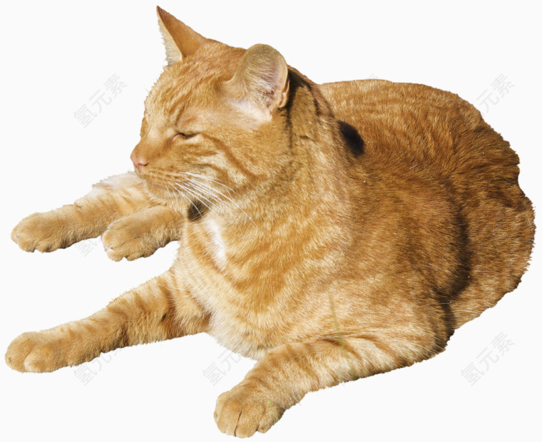 休闲的小猫