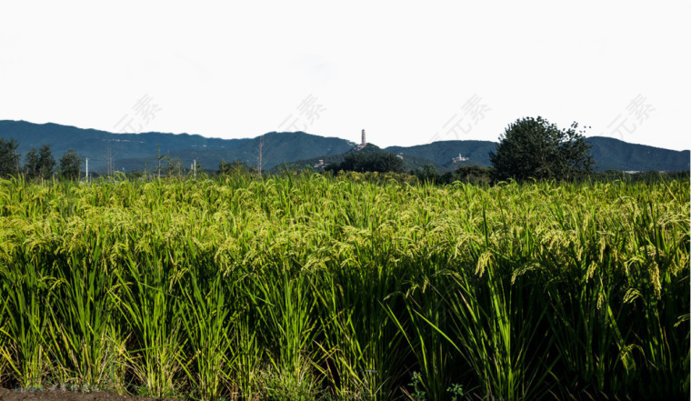 玉泉山下稻田