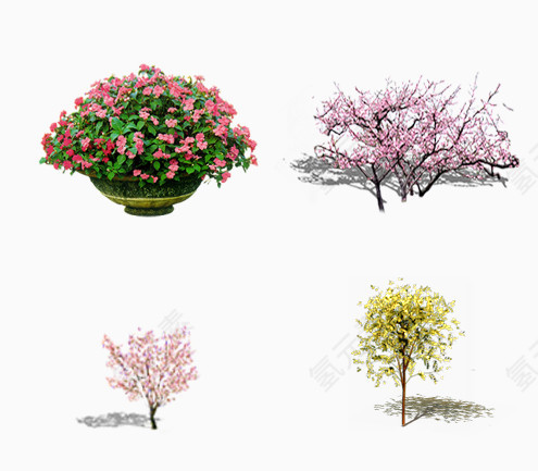 樱花树