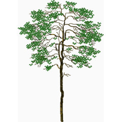 绿色清晰的大树