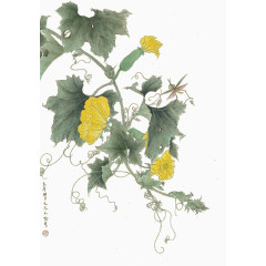 手绘丝瓜