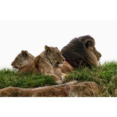 躺在草地上的狮子