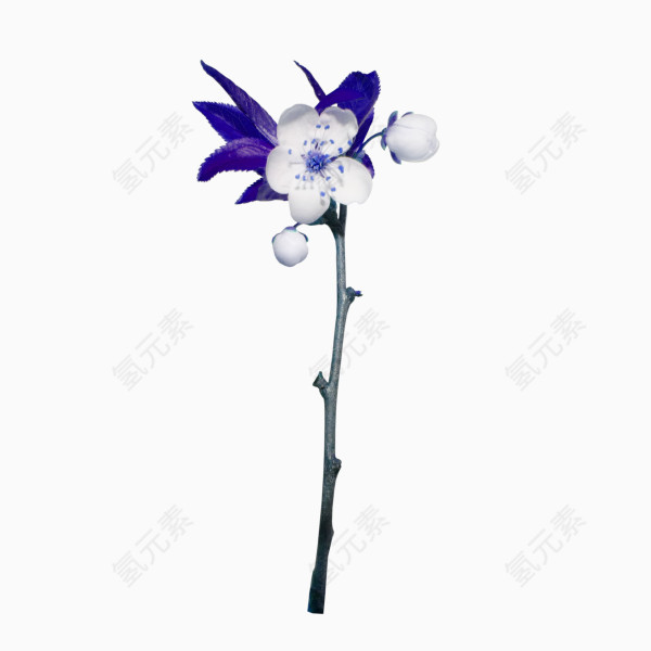 好看的花枝