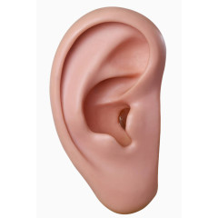 耳朵模型图片