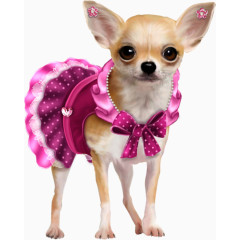 手绘可爱吉娃娃