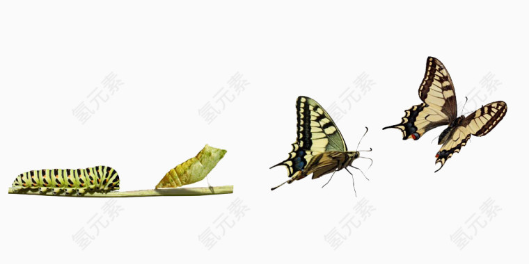 毛毛虫高清免扣素材