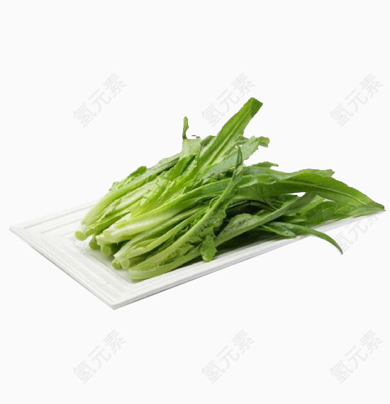 油麦菜图片素材