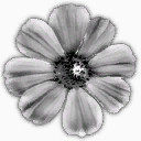 黑灰花朵图案